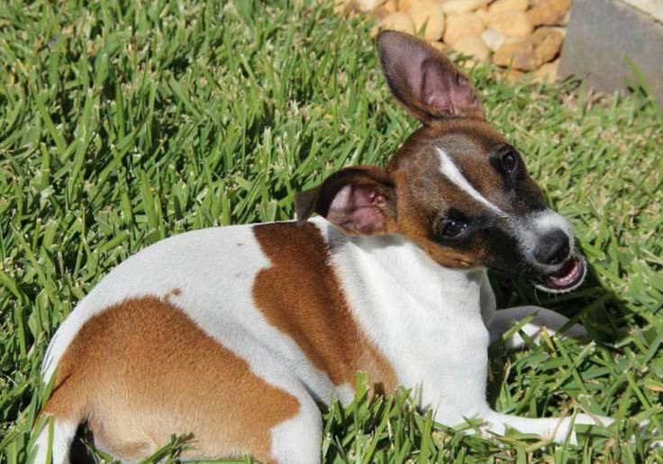 Rat Terrier Photos