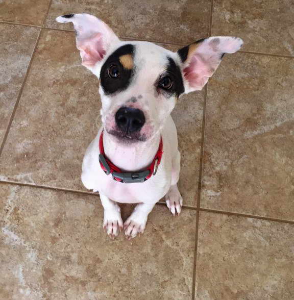 Rat Terrier Pitbull Mix Puppy