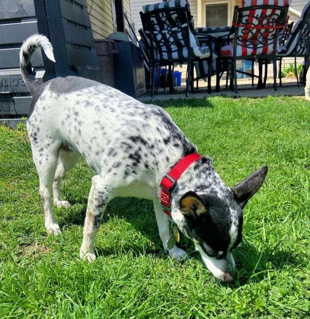 Rat Terrier Puppies For Sale California