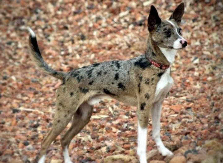 Rat Terrier Shepherd Mix