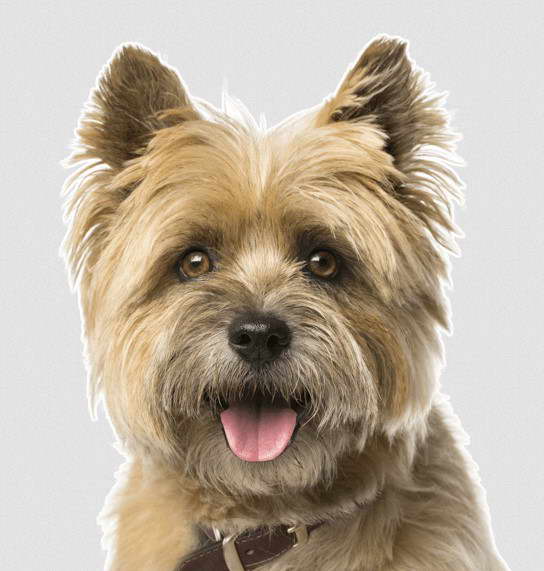 Retired Cairn Terrier For Sale