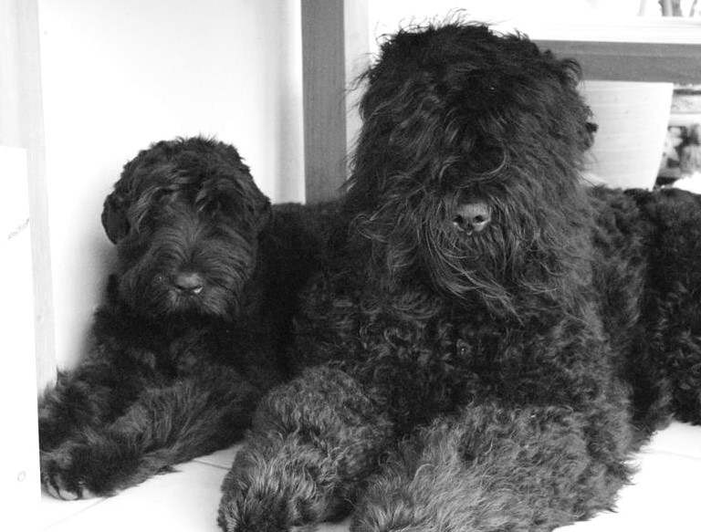 Russian Terrier Puppies