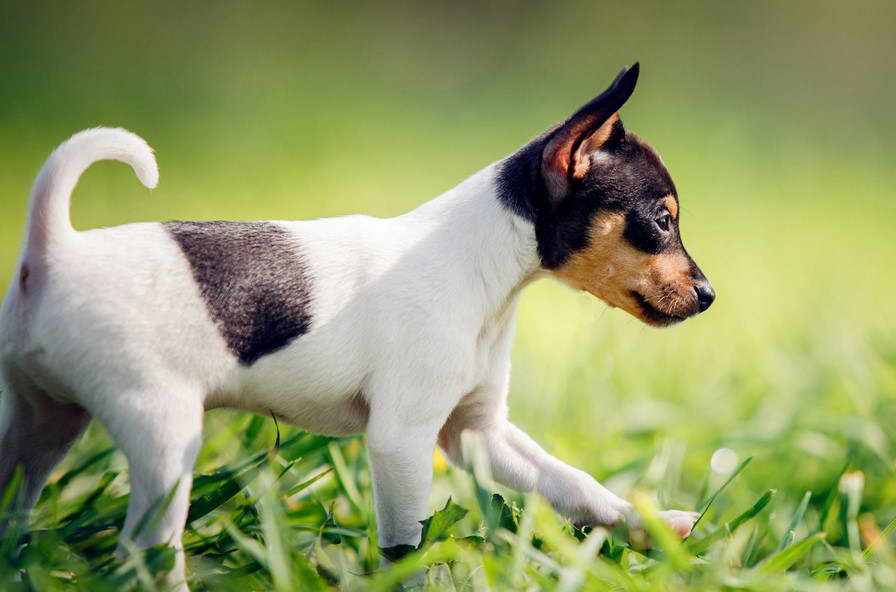 Toy Fox Terrier Breeders