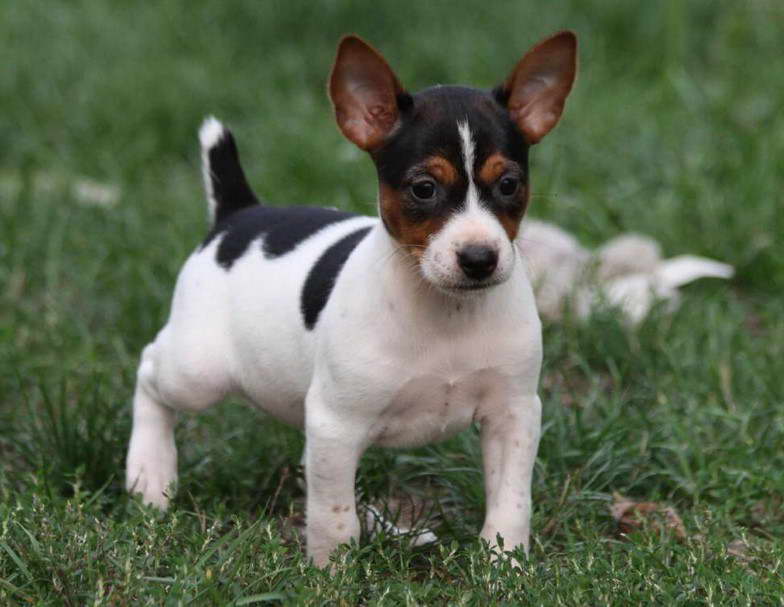 Toy Fox Terrier vs Rat Terrier