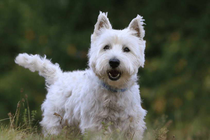 West Highland Terrier Price