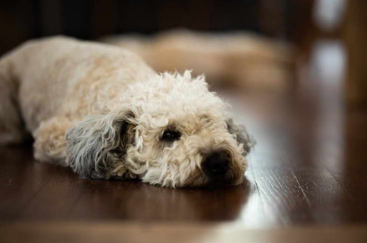 Wheaten Terrier And Poodle Mix