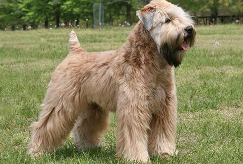 Wheaten Terrier Cost