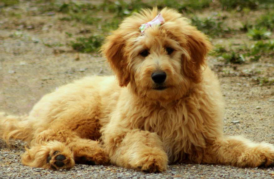 Wheaten Terrier Golden Retriever Mix