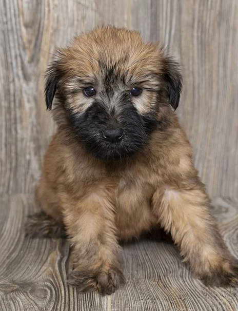 Wheaten Terrier Michigan