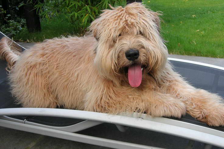 Wheaten Terrier Teddy Bear Cut