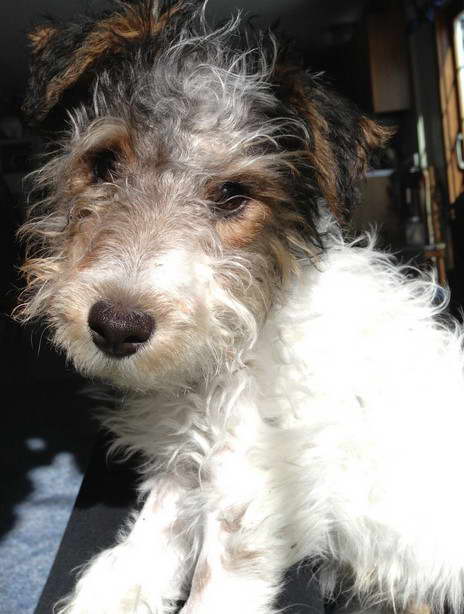 Wild Hair Terrier