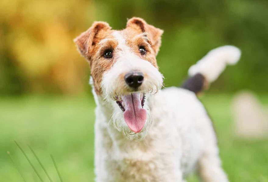 Wire Coated Terrier