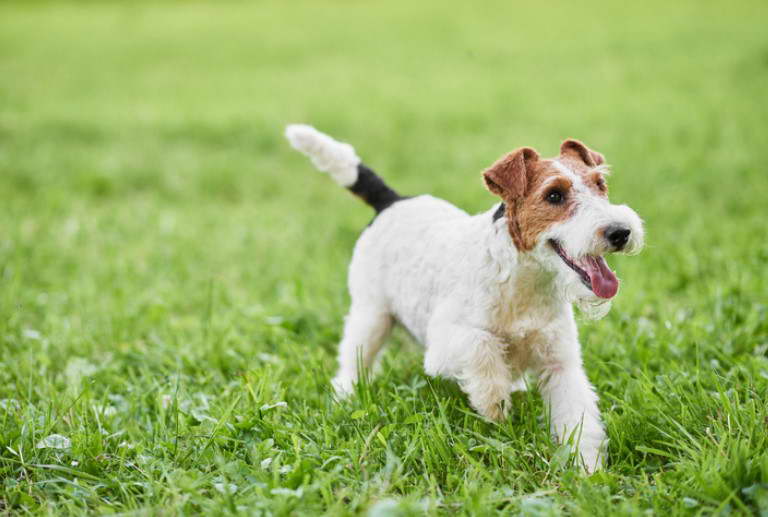 Wire Fox Terrier Adoption