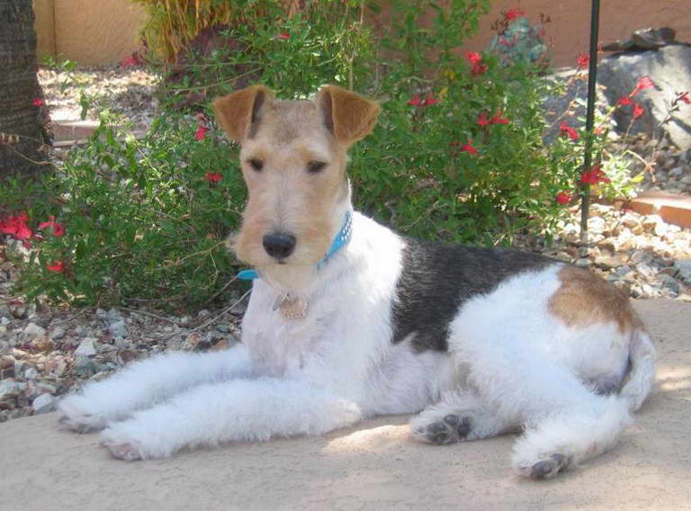 Wire Fox Terrier Price