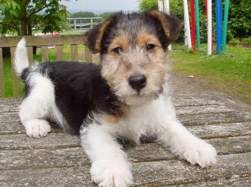 Wire Fox Terrier Puppies For Sale Near Me