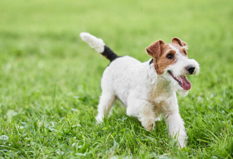 Wire Haired Fox Terrier Rescue