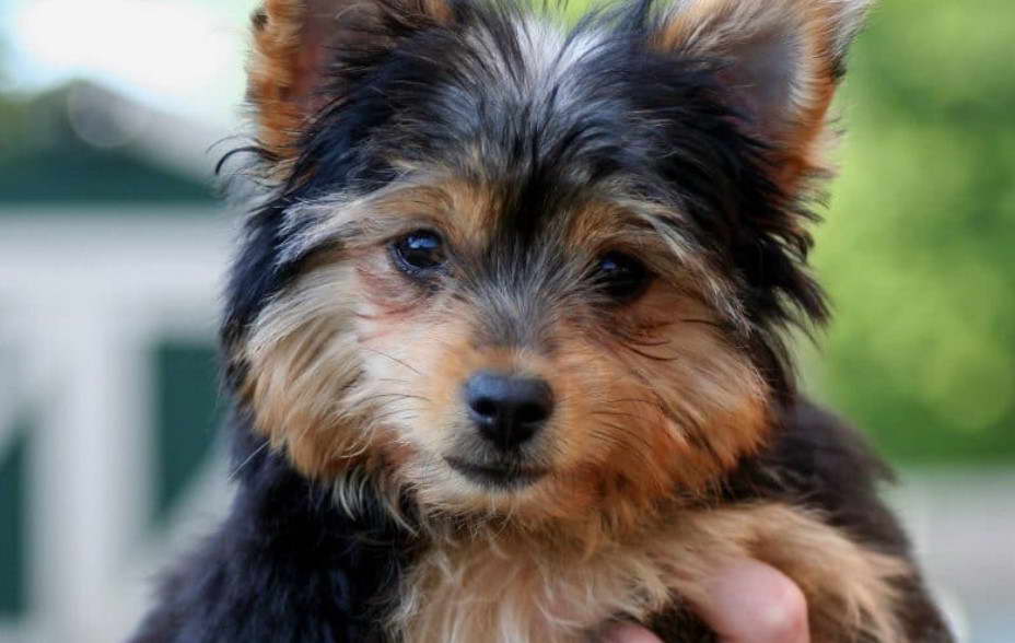 Yorkshire Terrier And Chihuahua Mix