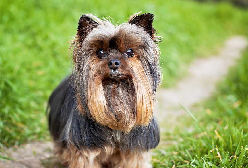 Yorkshire Terrier Club of America