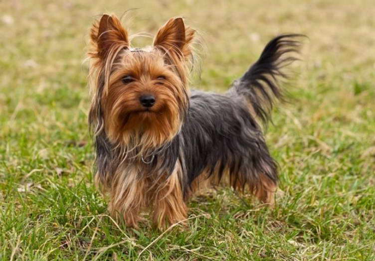 Yorkshire Terrier Tail