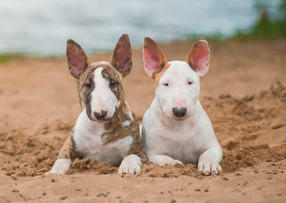 Blue Ridge Bull Terrier Rescue