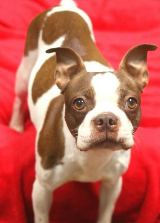 Boston Terrier Puppies For Sale in Alabama