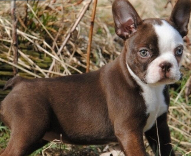 Boston Terrier Puppies For Sale in CT