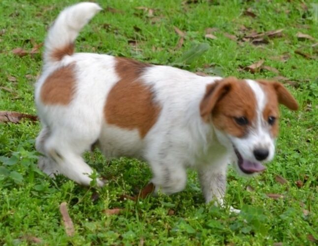 Jack Russell Terrier For Sale Ohio