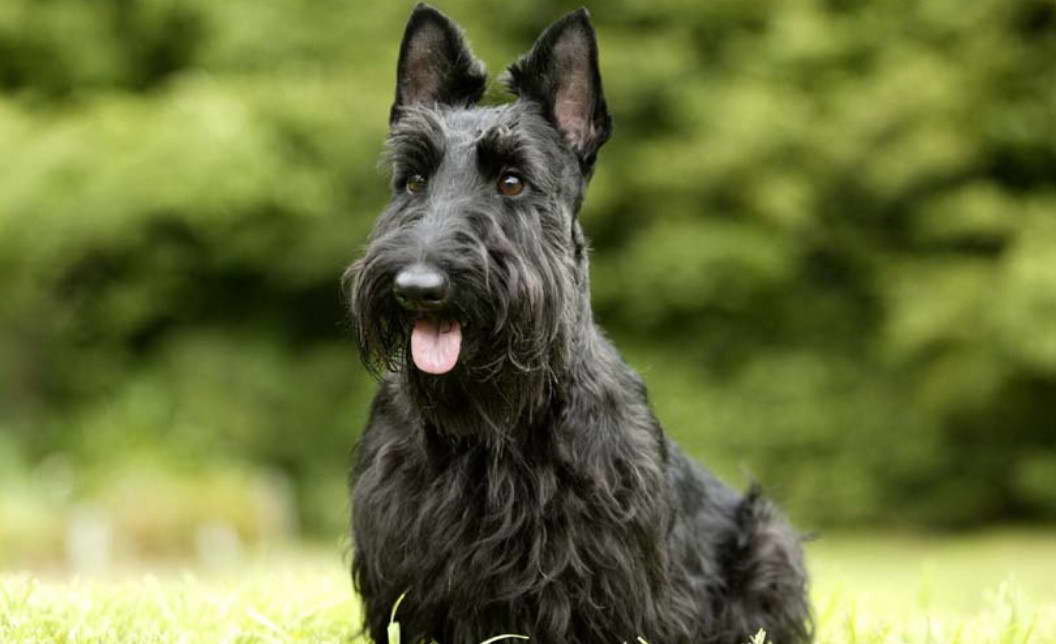 Aberdeen Scottish Terrier Rescue