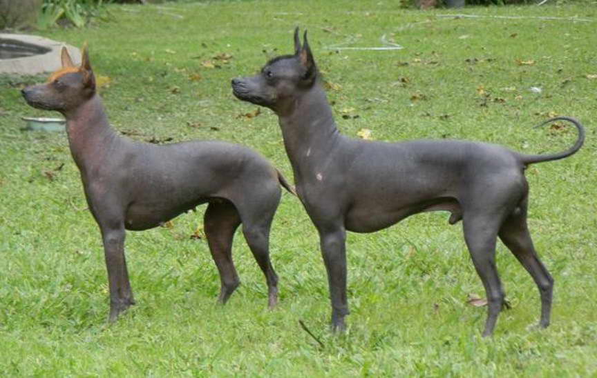 Abyssinian Sand Terrier