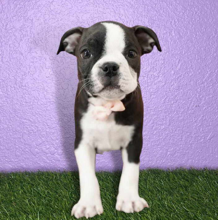 Adult Boston Terrier For Sale