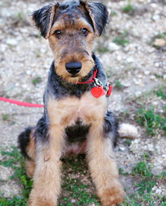 Airedale Terrier Haircut