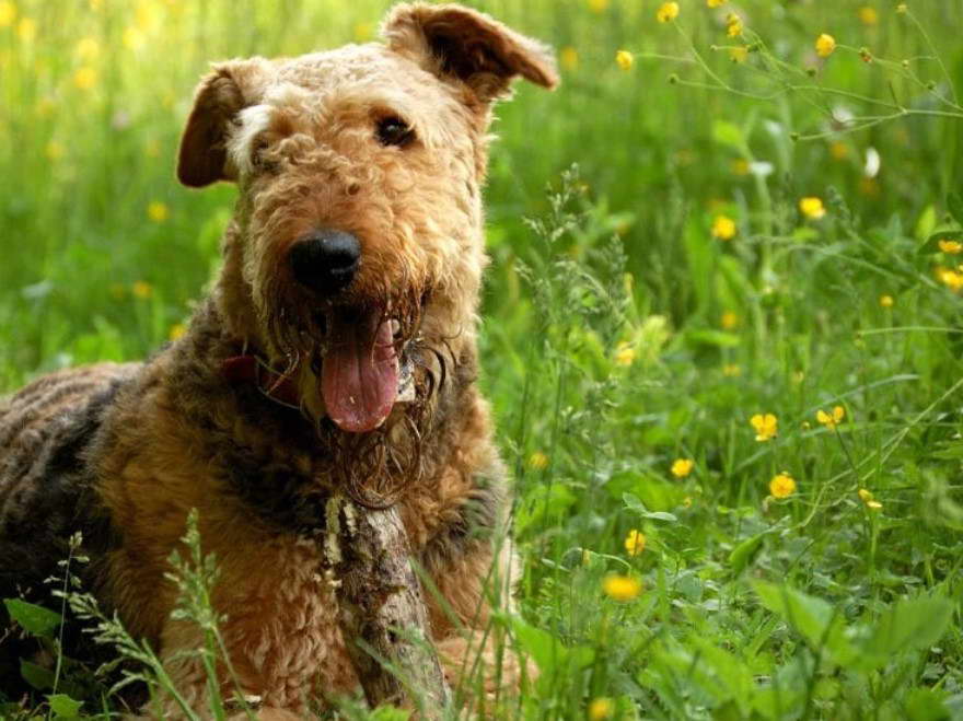 Airedale Terrier Lab Mix