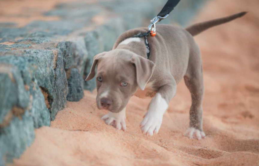 American Bully Pitbull Terrier Mix