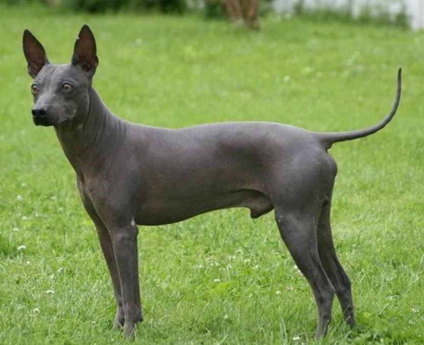 American Hairless Terrier Breeders