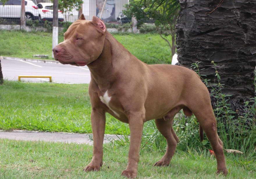 American Pit Bull Terrier Colors Red