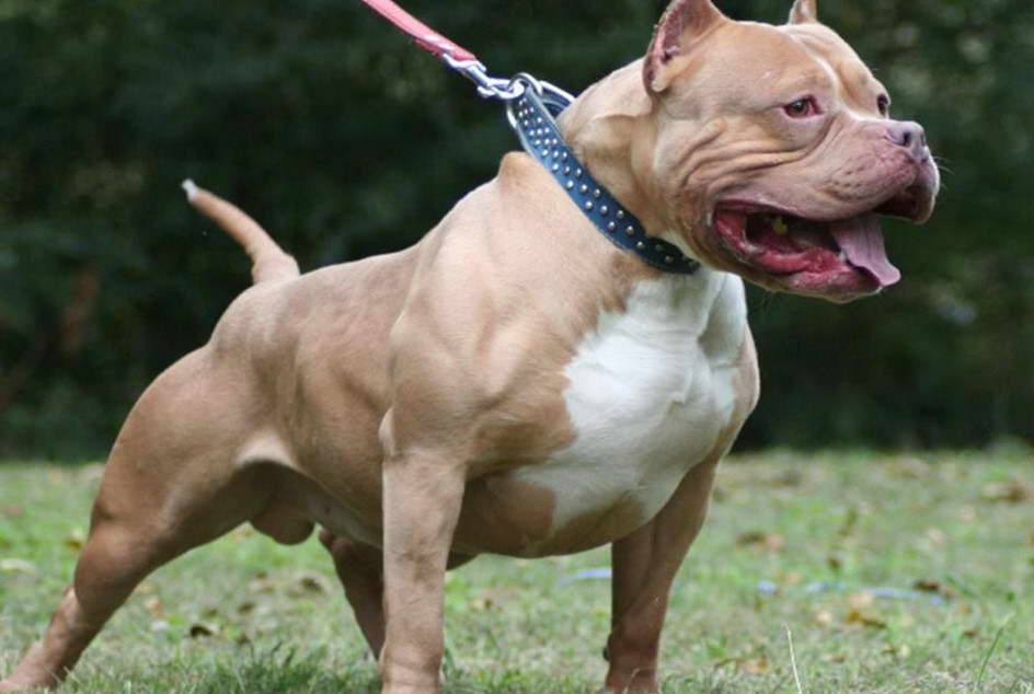 American Pit Bull Terrier Cost