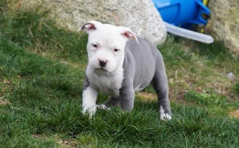 American Pitbull Terrier Breeders Near Me