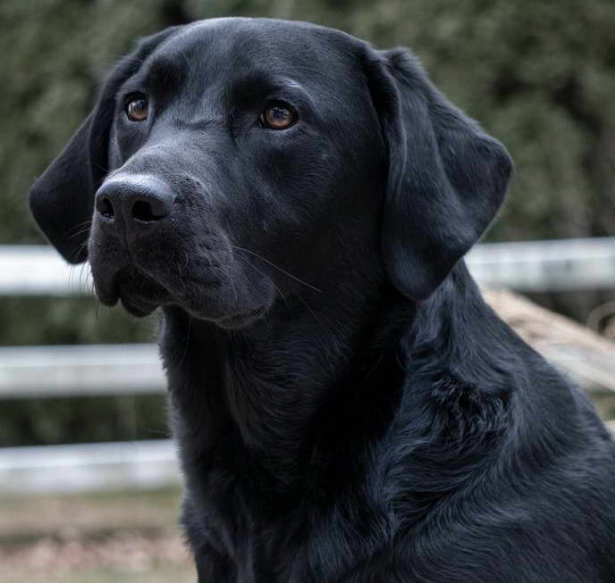 American Staffordshire Terrier And Lab Mix