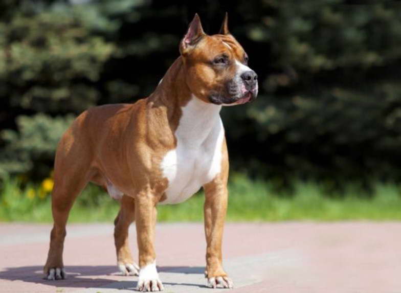 American Staffordshire Terrier For Sale Near Me