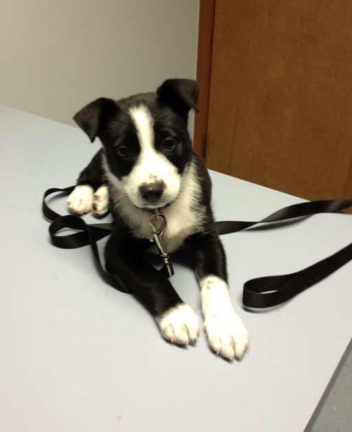 Australian Shepherd And Terrier Mix