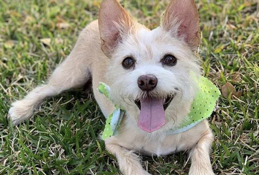 Australian Terrier Chihuahua Mix