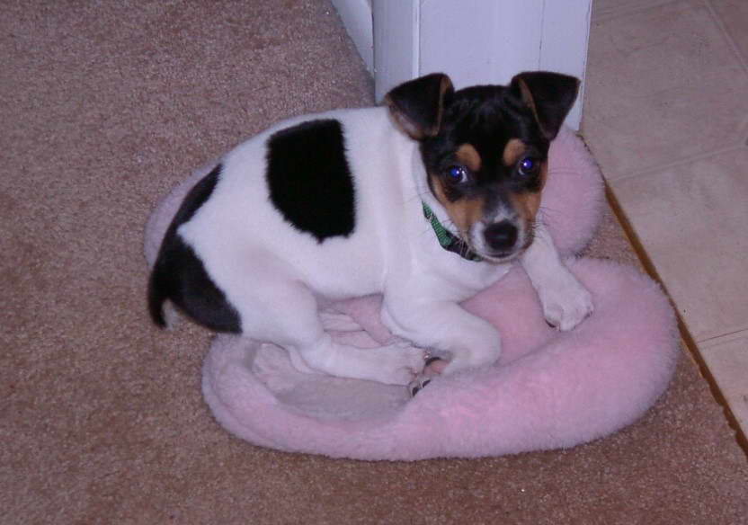 baby rat terrier