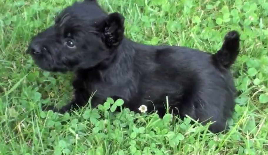 Baby Scottish Terrier