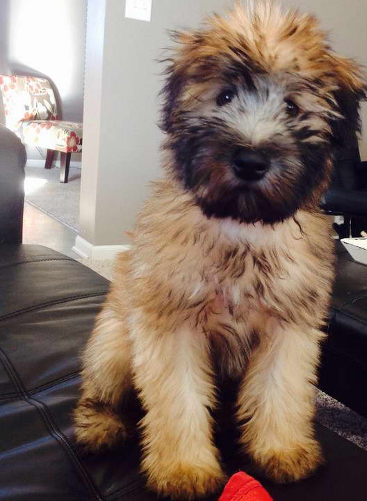 Baby Wheaten Terrier