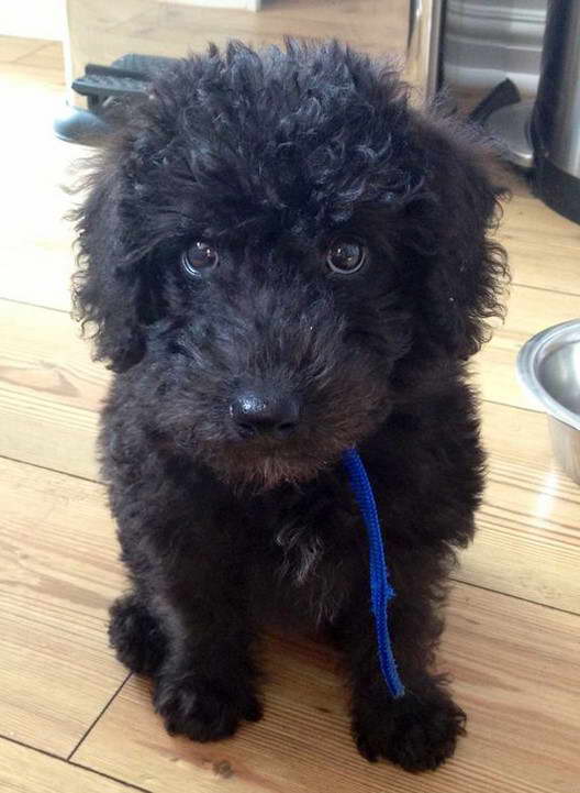 Bedlington Terrier Poodle Mix