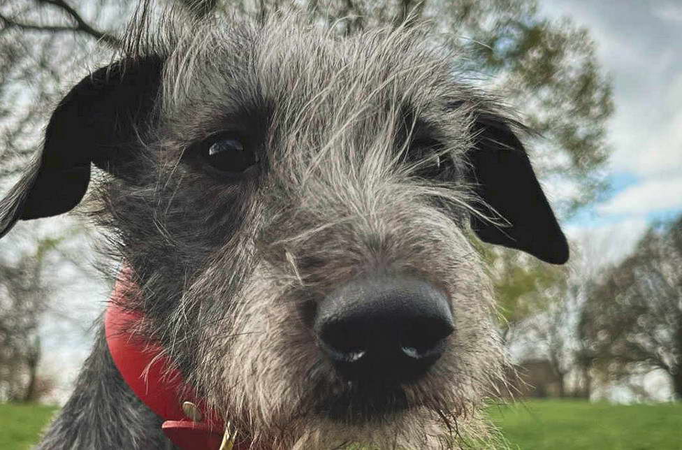 Bedlington Terrier Whippet