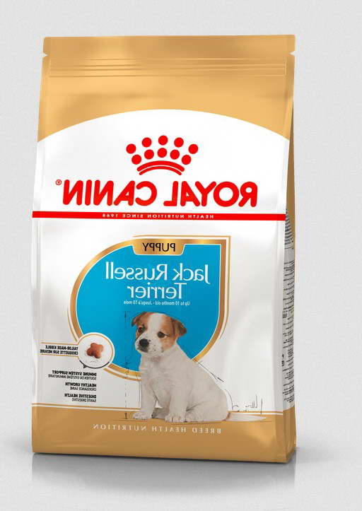 Best Food For Jack Russell Terrier