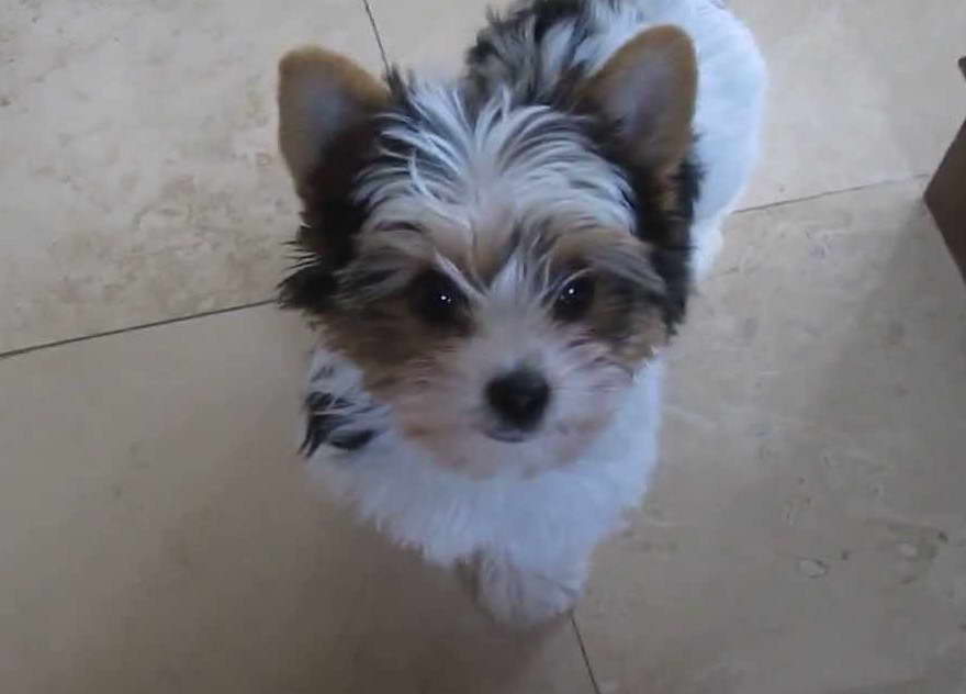 Biewer Terrier For Sale Florida