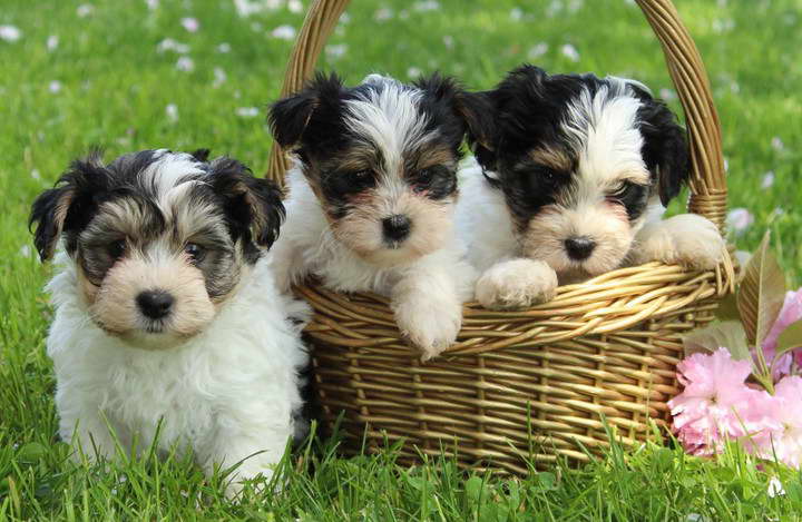 Biewer Terrier For Sale Near Me