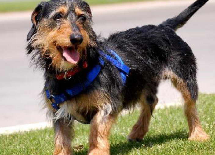 Black Dachshund Terrier Mix